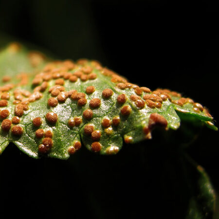 Pulcinia malvacearum covered leaf