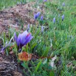 Saffron flower ready to be picked