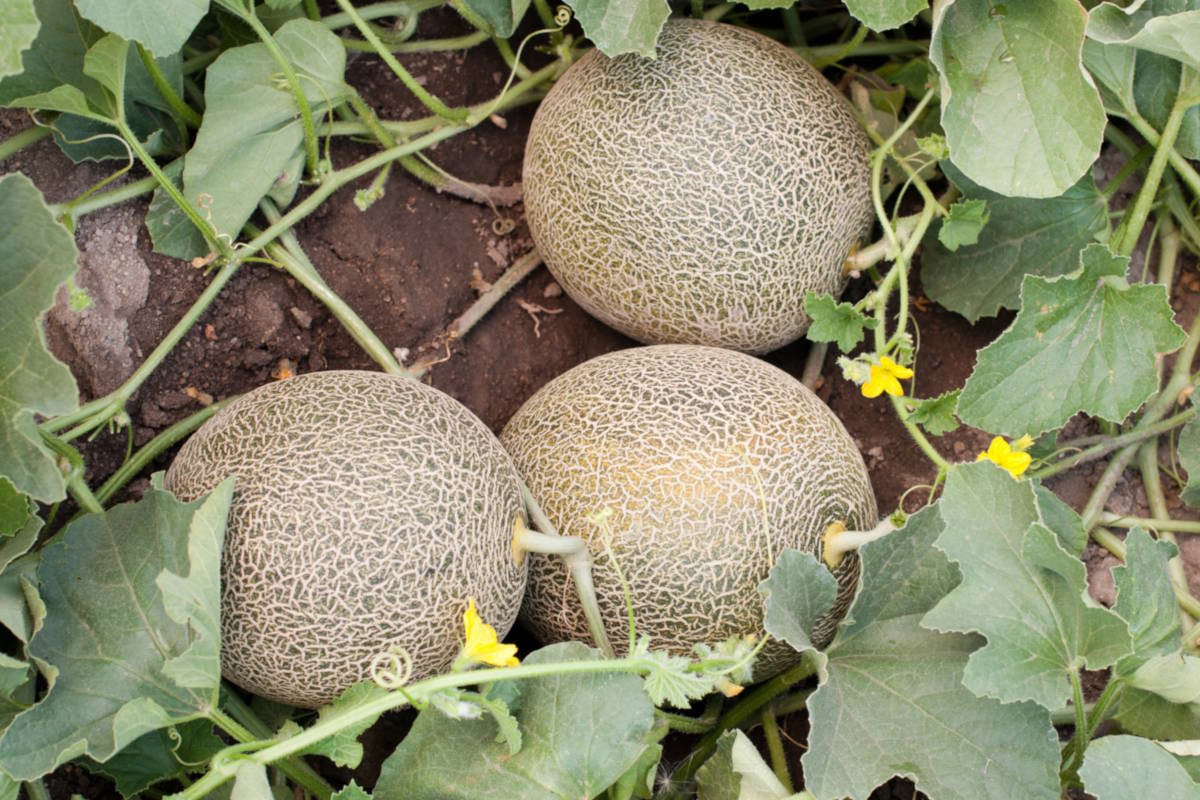 Melons grown in the ground