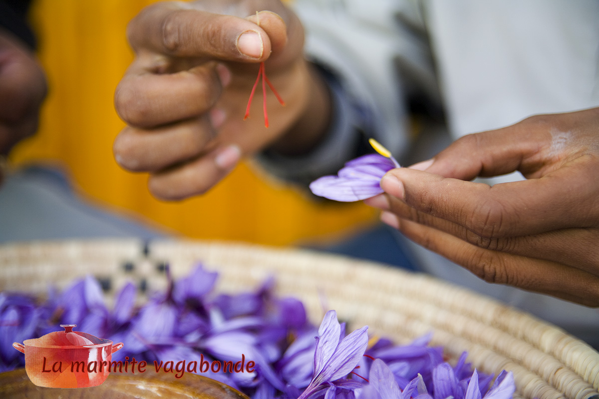 Close-up of hand separating saffron stigmas